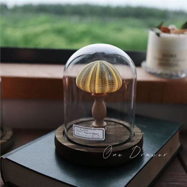 shell seaurchin conch lamp night light ornaments handmand graduation gift for friends and family - Image 2